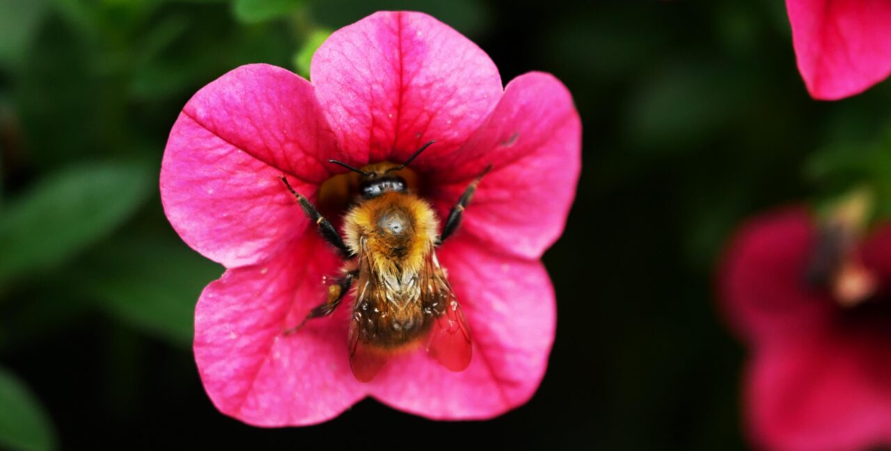 https://pbo-sikora.com.pl/wp-content/uploads/2021/04/Gartenpflege-Bremen-1280x649.jpg