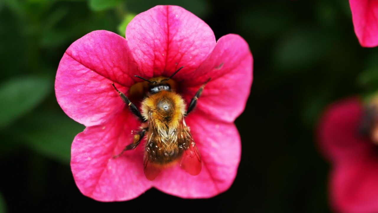 https://pbo-sikora.com.pl/wp-content/uploads/2021/04/Gartenpflege-Bremen-1280x720.jpg